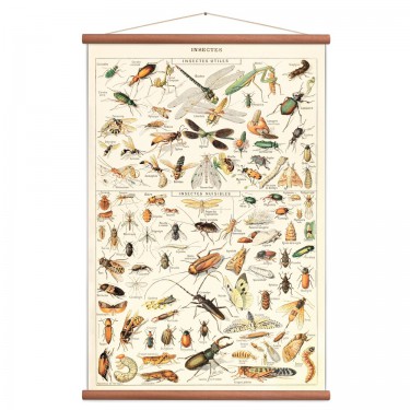Affiche insectes vintage