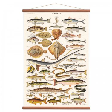 Affiche poissons vintage
